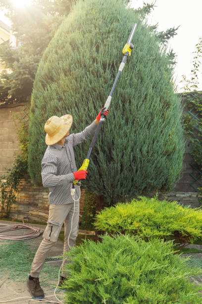 How Our Tree Care Process Works  in Exeter, CA